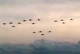 16 Spitfires Flying Together