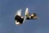 Aerobatic Pigeons