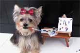 Amazing Cute Dog Tricks with Yorkie Misa Minnie