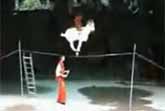 Monkey - Goat - Cup - Tightrope