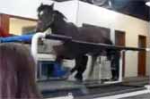 Animals Love Treadmills
