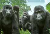 Animatronic Spy Gorilla - Incredible Encounter With Gorillas In The Wild
