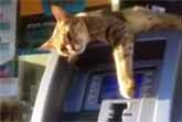 ATM Cat Limits Cash Withdrawals