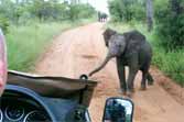 Baby Elephant Tries To Intimidate Tourists