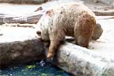 Bear Rescues Crow At Budapest Zoo