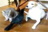 Best Funny Animal Video Clips