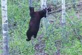 Black Bear Climbs Across Rope To Get Food