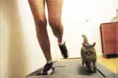 Cat and Girl Running On Treadmill Together