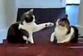 Cat Boxing