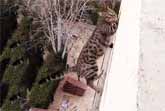 Cat Falls From The 5th Floor And Lands Safely