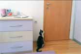 Cat Opens Five Doors To Go Outside