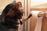 Cat Unrolls Toilet Paper - Then Politely Puts It Back