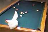 Chicken Egg Pool Trick Shot