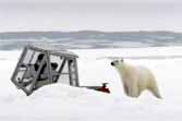 Close Encounter With A Polar Bear