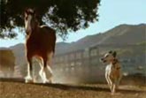 Clydesdale Dalmatian