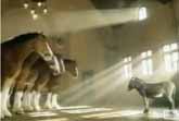 Clydesdales Donkey Superbowl
