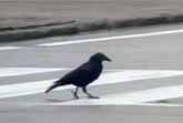 Crows in the City