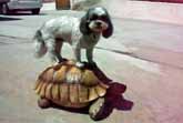 Dog Rides Turtle