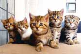 Dancing Chorus Line Of Kittens