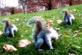 Dancing MJ Squirrels