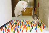 Dog and Cat : Obstacle Challenge