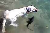 Dog and Fish Swim Kiss and Eat Together