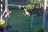 Dog Entertains Himself By Swinging On A Piece Of Rope