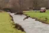 Dog Jumps Over A River