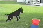 Dog Loves Automatic Ball Throwing Machine