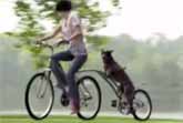 Dog On A Bike