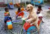 Dog On The Carousel With Children