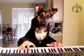 Dog Plays Waltz On The Piano