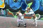 Dog Takes Puppy Sister on a Shopping Cart Trip