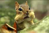 Don't Mess With a Chipmunk's Nuts