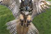 Eagle Owl @1000 fps HD