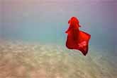 Exotic Red Underwater Creature - The Spanish Dancer