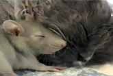 Fearless Mouse Cuddles Up Next To Kitten