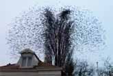Flock Of Birds Fly Away Simultaneoulsy