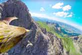 Flying Eagle Point Of View Of The German Alps