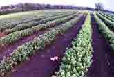 Fox Plays Hide And Seek With An R/C Quadcopter In A Blackcurrants Field