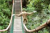 Gibbon Walks The Tightrope