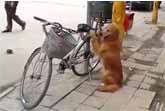 Golden Retriever Guarding Owner�s Bike in China
