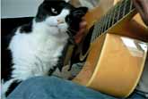 Guitar Kitty