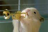 Hamster Talent Jazz Band