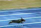 He May be The Biggest Cheat In The Canine World - But He Did Win The Race