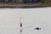 Heron Surfing on the Back of A Hippo