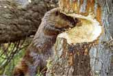 How Beavers Build Dams - Leave It To Beavers