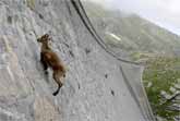 Incredible Ibex Defies Gravity And Climbs A Dam