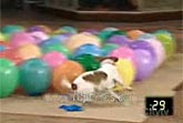 1 Dog vs 50 Balloons