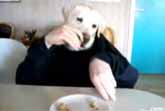 Dog With Table Manners